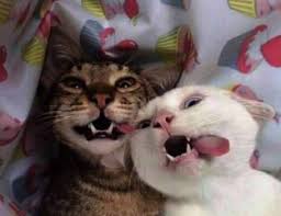 Search, discover and share your favorite cat lawyer gifs. Funny Cats Archives Film Daily