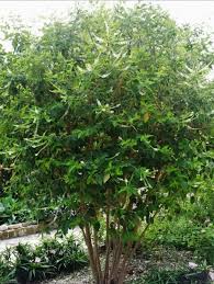 Image result for Lannea virgata