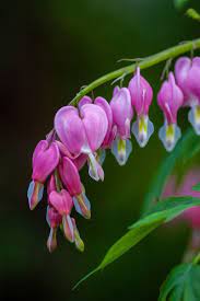 Homestead Stories What Color Is Your Bleeding Heart Flower Insteading Spring Wallpaper Spring Flowers Wallpaper Free Spring Wallpaper