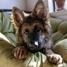 15 German Shepherds And German Shepherd Mixes That Ll Get You Through The Day Modern Dog Magazine I am selling 8 beautiful german shepherd for my brother looking for a new home vet checked wormed and fleet good around kids and. german shepherd mixes