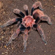 Image result for Bonatea pulchella