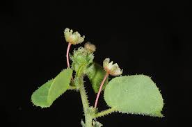 Image result for Andrachne