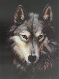 image result for wolf pictures 3d wolf face australian shepherd australian shepherd training