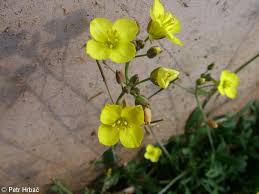 Image result for Diplotaxis tenuifolia