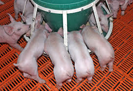 Feeding Equipment | Osborne Livestock Equipment
