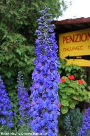 Delphinium Pacific Hybrids Black Knight Havlis Cz Delphinium Flower Garden Plants Beautiful Flowers