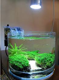 Planted Tank Community Google Aquarium Fish Tank Aquarium Fish Nano Aquarium