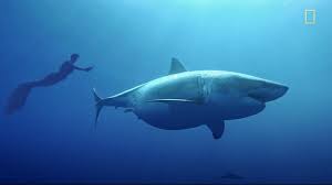 The official great white page www.officialgreatwhite.com. Once In A Lifetime Great White Shark Experience Caught On Tape Video Abc News