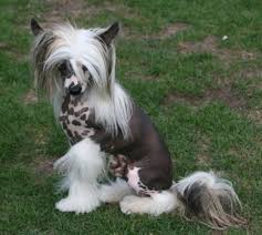 Pin On Must Love Cats Must Like Dogs