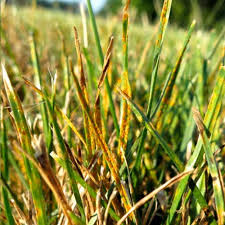 Aktuelle preise für produkte vergleichen! Lawn Diseases Commonly Found In Macon Ga Learn From The Macon Lawn Care Experts Liquid Lawn