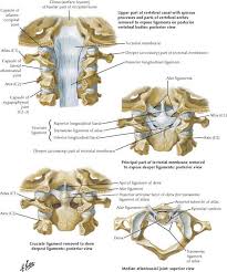 Maybe you would like to learn more about one of these? The Back Basicmedical Key