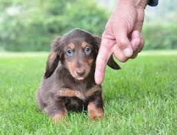 Bebes Choco Disponibles Teckel Poil Long Chien Teckel Chiot