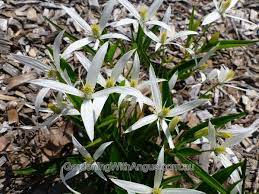 Grow over a trellis or fence, or as a mounding ground cover. Clematis Hybrid Southern Stars Gardening With Angus