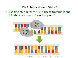 Check spelling or type a new query. Dna Replication Day 2 Bell Ringer 5 Min