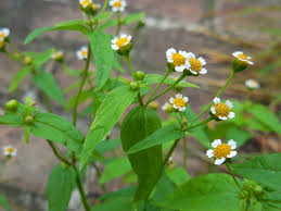 Image result for Galinsoga parviflora