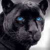Looking for the best blue panther wallpaper? Https Encrypted Tbn0 Gstatic Com Images Q Tbn And9gcrhdeowlwm5qys5 Axwlj7aqcd7xifx8cdcjxmtjh8nelvpfxy Usqp Cau