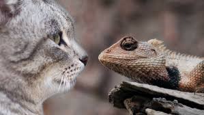 Aug 14, 2018 · large lizards such as the komodo prey on large animals such as water buffaloes while smaller lizards such as the chameleon prey on insects. Chart Of The Day Cats Kill Almost 2 Million Lizards A Day In Australia Abc News Australian Broadcasting Corporation