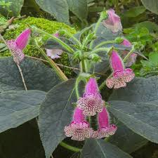 Image result for Kohleria