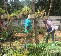 Image result for Aeranthes africana