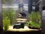 Buddha Aquascape
