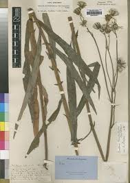 Image result for Sonchus schweinfurthii