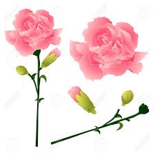 2,231 carnation flower clip art images on gograph. Dianthus Caryophyllus Carnation Flower Clove Pink National Royalty Free Cliparts Vectors And Stock Illustration Image 75783002