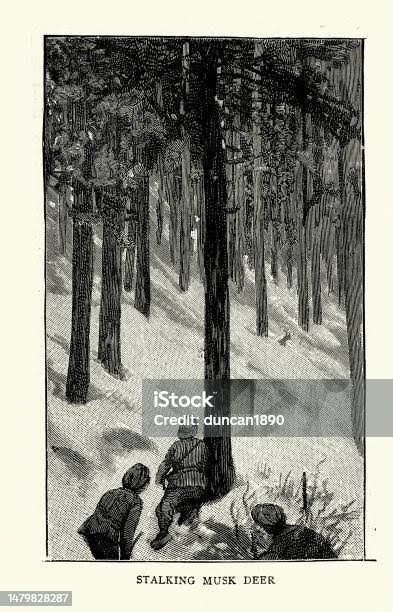 British Hunter Stalking Musk Deer In Kashmir Mountains Forests History Hunting 1880s 19th Century Stock Illustration - Download Image Now - iStock