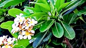 Want to know how to grow plants and take. Elegant Champa Flower Tree Images Top Collection Of Different Types Of Flowers In The Images Hd