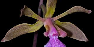 Image result for Seidelia