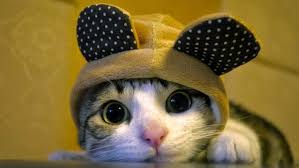 Tus abrazos son mi mejor medicina… 78 Imagenes Bonitas De Gatitos Tiernos Y Divertidos Para Compartir