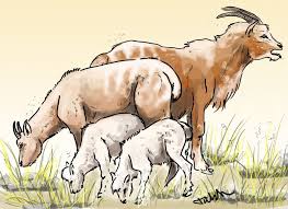 Remains of the balearic islands cave goat (myotragus balearicus) have been found on the islands of majorca and menorca. Myotragus Alchetron The Free Social Encyclopedia