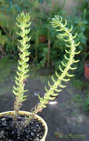 Image result for Crassula schimperi