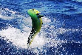 All wallpapers are hd wallpapers and i have created a zip file for sharing all these wallpapers. Sport Fishing Wallpaper 3888x2592 1087775 Wallpaperup