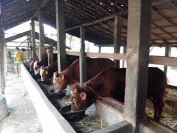 Sapi limosin berasal dari prancis, sapi jenis limosin memiliki karakteristik bulu berwarna coklat tua, memiliki tanduk, tingginya bisa mencapai 1,5 sapi limosin memiliki badan yang barat dan berotot, sehingga beratnya bisa mencapai 1 ton. Penggemukan Sapi Potong Posts Facebook