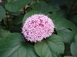 Image result for Clerodendrum tricholobum