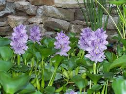 The Pondplant Girl S Blog Stinky Ponds And Hyacinth Container Water Gardens Floating Pond Plants Water Hyacinth