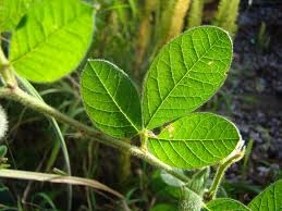 Image result for Uapaca sansibarica