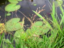 Image result for Blyxa hexandra