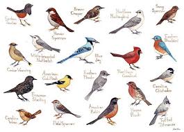Birds Of Western North Carolina Photos Western North Carolina Song Birds Field Guide Style Watercolor Etsy Songbird Tattoo Bird Drawings Bird Pictures