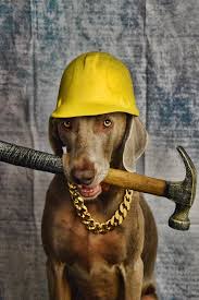 Construction Canine Dog Halloween Costumes Dog Halloween Weimaraner Dogs