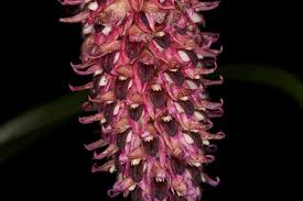 Image result for Bulbophyllum humblotii