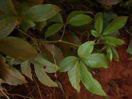 Image result for Telfairia