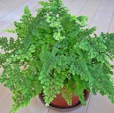 Check spelling or type a new query. Kenali Jenis Tanaman Paku Pakuan Yang Ada Disekitar Kita