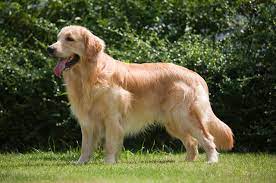 Personalidade E Comportamento Do Golden Retriever 21 Fatos Importantes Clube Para Cachorros