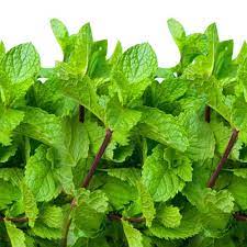 Mint is a herb that has been used for centuries, especially in balkan and middle eastern cuisine. Indian Mint Uses And Medicinal Values Veggies Info
