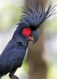 Tropical Black Bird With Large Beak Pin On Birds
