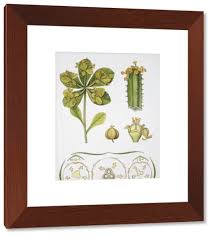 Image result for Buxaceae