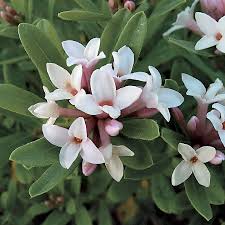 Evergreen zone 6 evergreens have needled or broad leaves, such as: Eternal Fragrance Daphne Transatlantica Blafra Zone 6 9 Part Shade To Full Sun Moist Well Drained Soil Flowering Shrubs Flowering Bushes Garden Shrubs