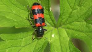 A small bug with red and black stripes. Insect Macro Mylabris Quadripunctata Beetle Stock Footage Video 100 Royalty Free 28674979 Shutterstock