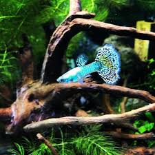 Japan Cobra Guppy Guppyfish Guppies Freshwatertank Betta Betta Cobra Freshwatertank Guppies Gu Guppy Fish Tropical Fish Tanks Nature Aquarium